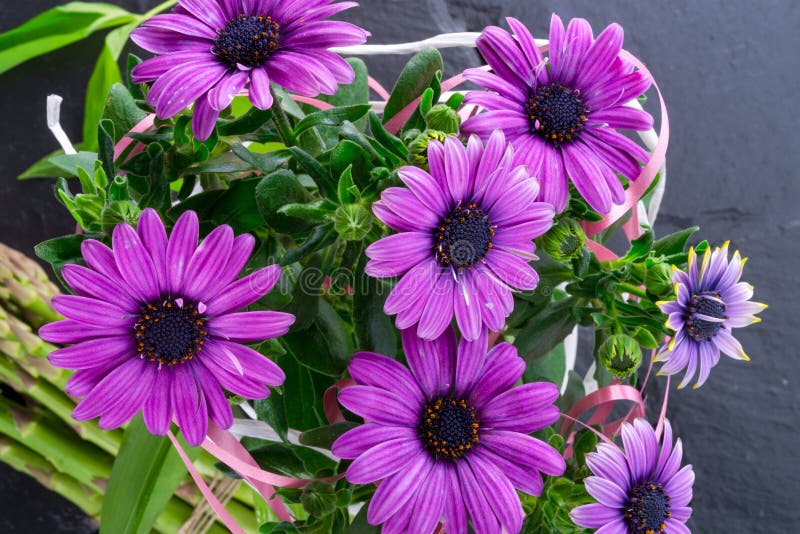 Margaritas violetas foto de archivo. Imagen de moderno - 40242794