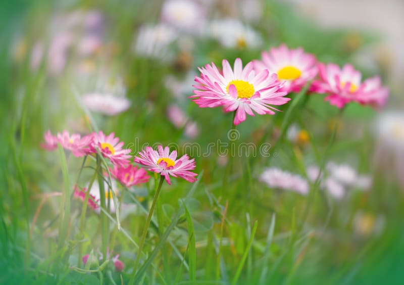 Margherita con i petali rosa bianco- fotografia stock libera da diritti Margherita con i petali rosa bianco- fotografia stock libera da diritti