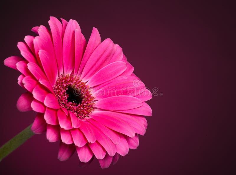 Margherita della gerbera fotografia stock libera da diritti Margherita della gerbera fotografia stock libera da diritti