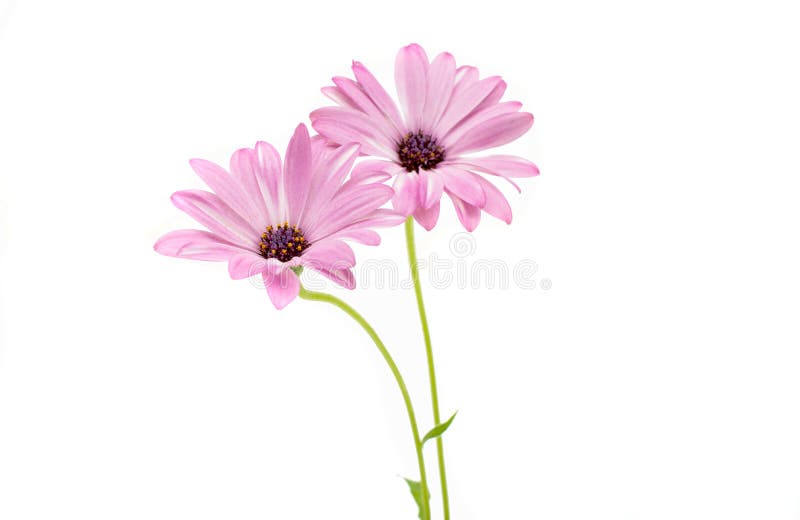 Margherita di Osteospermum o capo bianca e rosa Daisy Flower