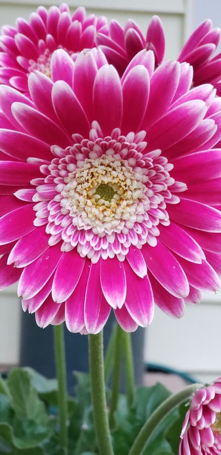 Margherita rosa immagini stock libere da diritti Margherita rosa immagini stock libere da diritti