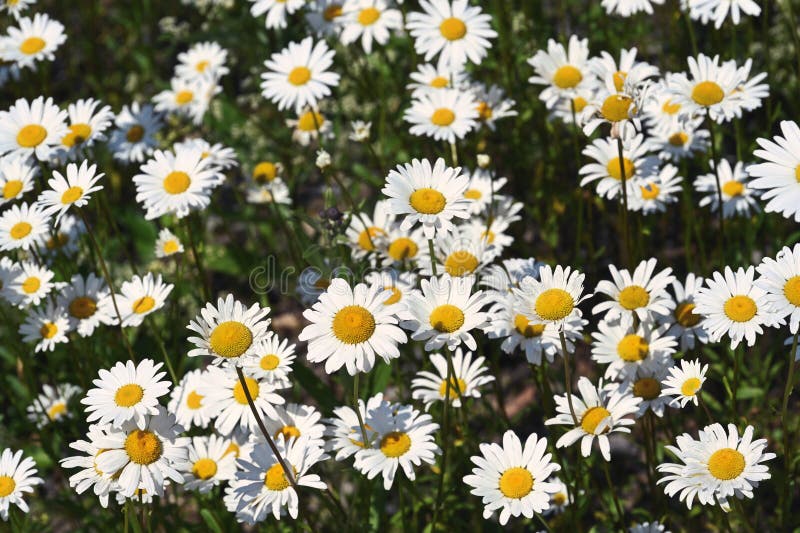 Margherite bianche fioriscono in un prato vicino a inzer immagini stock