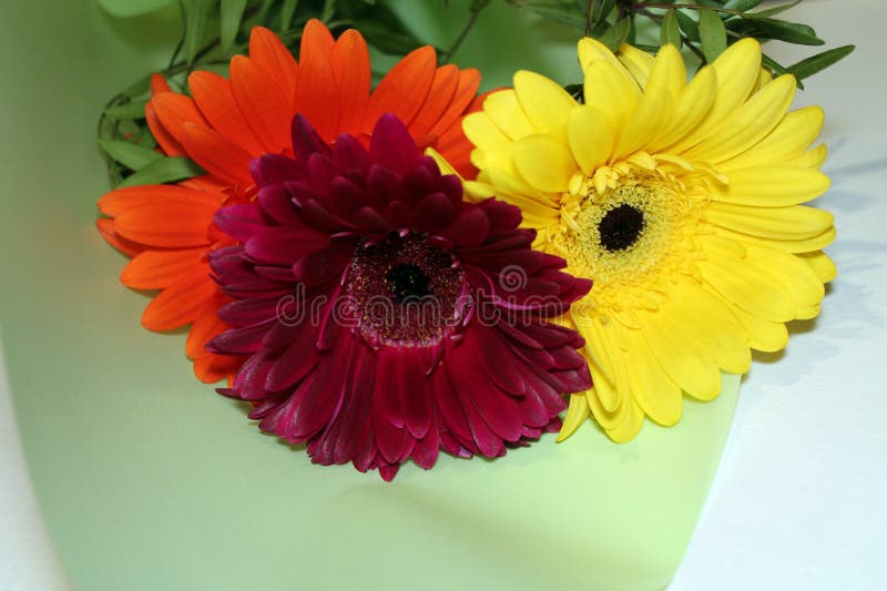 Margherite del Transvaal Mazzo dei fiori immagini stock libere da diritti Margherite del Transvaal Mazzo dei fiori immagini stock libere da diritti