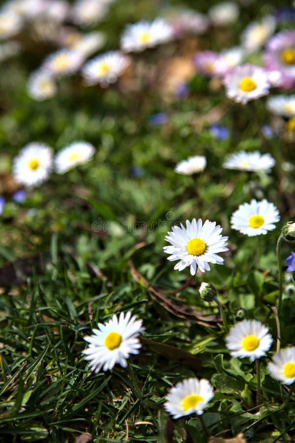 Margherite in fiore in un campo