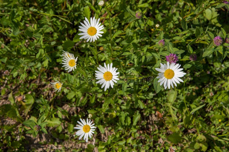 Margherite nel campo fotografia stock Margherite nel campo fotografia stock