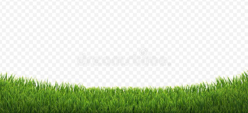 Margine verde de iarbă izolată în fundal transparent royalty free stock image