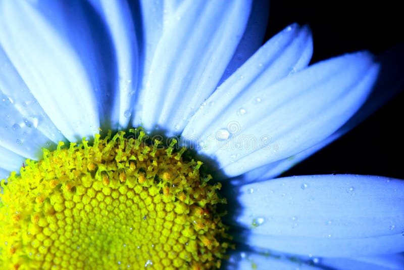 Margriet stock foto's Margriet stock foto's