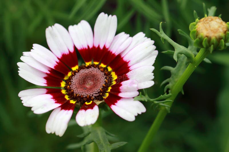 Margriet Rainbow Flower Chrysanthemum-carinatum lizenzfreie stockfotografie Margriet Rainbow Flower Chrysanthemum-carinatum lizenzfreie stockfotografie