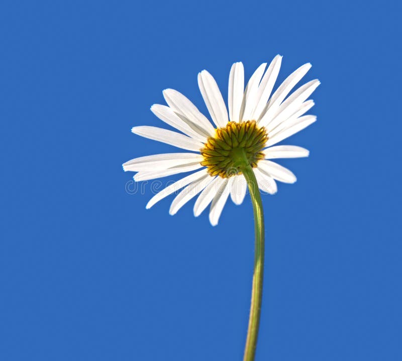 Marguerite Flower and the Blue Sky Background Stock Image Image of
