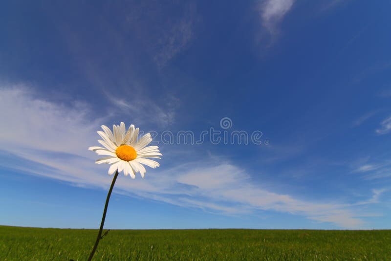 Marguerite royalty free stock images Marguerite royalty free stock images