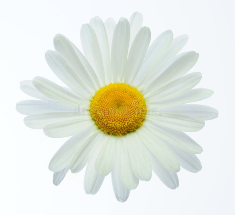 Marguerite