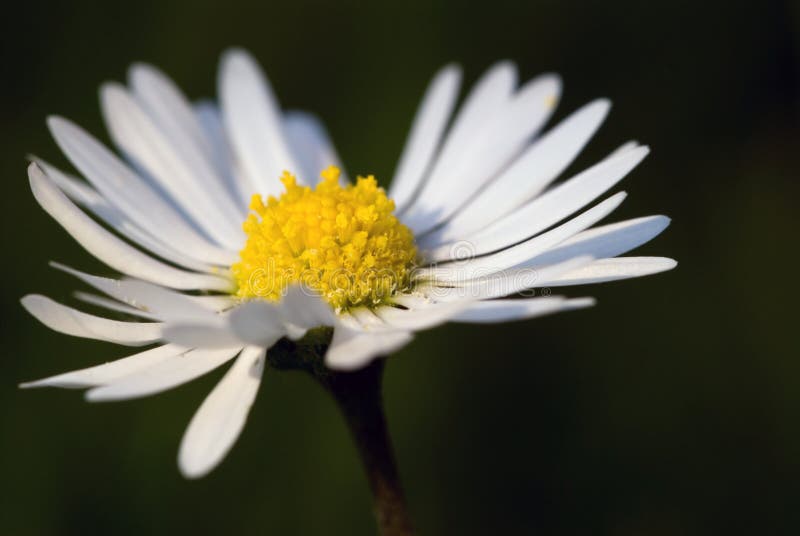 Marguerite