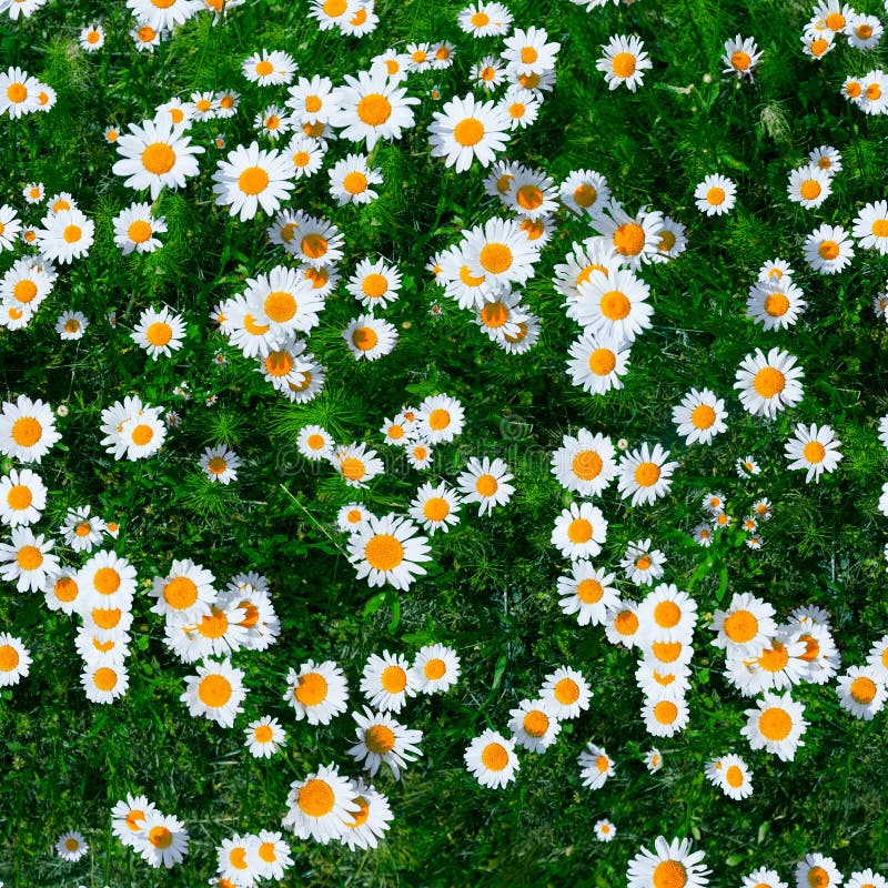 Marguerite photos stock Marguerite photos stock