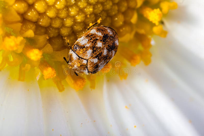 Marguerite branchée sur table d'écoute photo stock Marguerite branchée sur table d'écoute photo stock