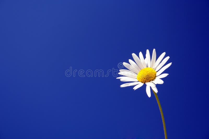 Marguerite contre un ciel bleu image libre de droits Marguerite contre un ciel bleu image libre de droits