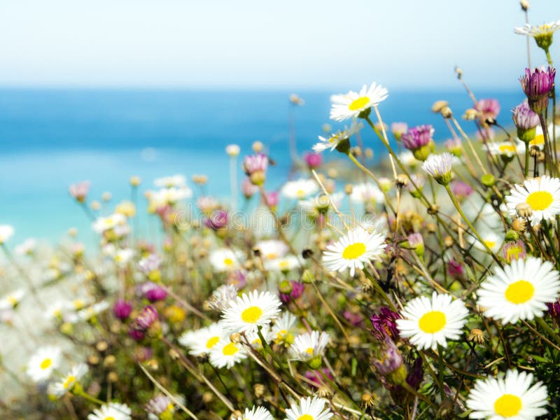 Marguerite Daisy royalty free stock photos Marguerite Daisy royalty free stock photos