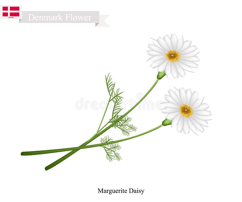 Marguerite Daisy, The National Flower of Denmark
