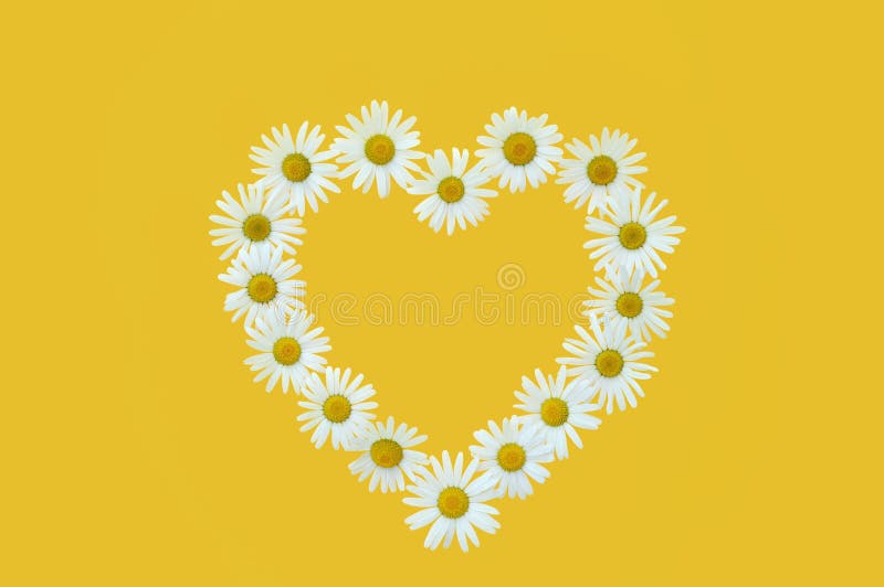 Marguerite dans la forme d'amour au-dessus du fond jaune photographie stock libre de droits Marguerite dans la forme d'amour au-dessus du fond jaune photographie stock libre de droits