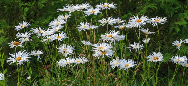 Marguerite de Shasta maximum de Leucanthemum, chrysanthème maximum, Daisy Crazy, roue, chaîne, chamomel, coup de bande dans le pa photo stock Marguerite de Shasta maximum de Leucanthemum, chrysanthème maximum, Daisy Crazy, roue, chaîne, chamomel, coup de bande dans le pa photo stock