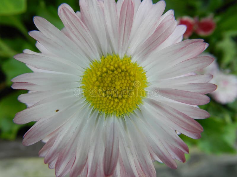 Marguerite, fleur, jardin, pelouse, pré, dehors, bouquet, été, usines, beauté, nature, pétales photos libres de droits Marguerite, fleur, jardin, pelouse, pré, dehors, bouquet, été, usines, beauté, nature, pétales photos libres de droits