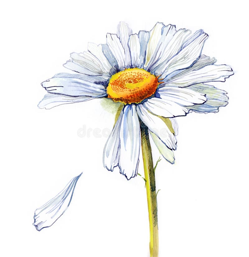 Fleur De Dessin De Vecteur De Marguerite Illustration de Vecteur