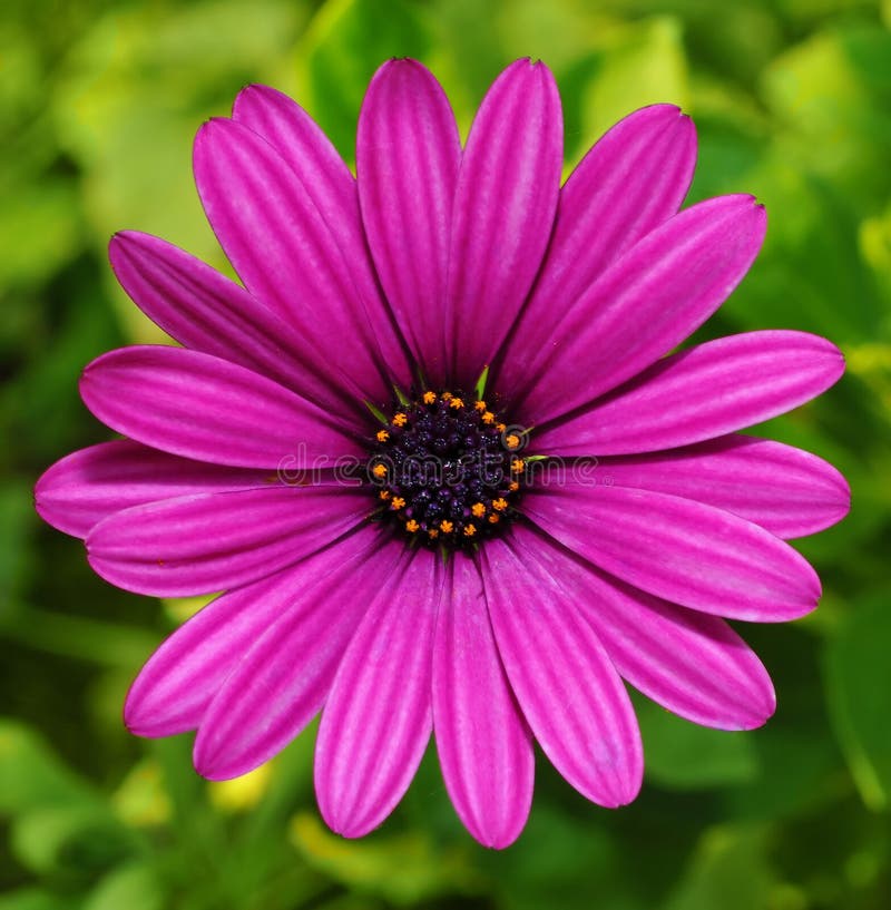 Marguerite violette photo stock. Image du ressort, floral - 11727148