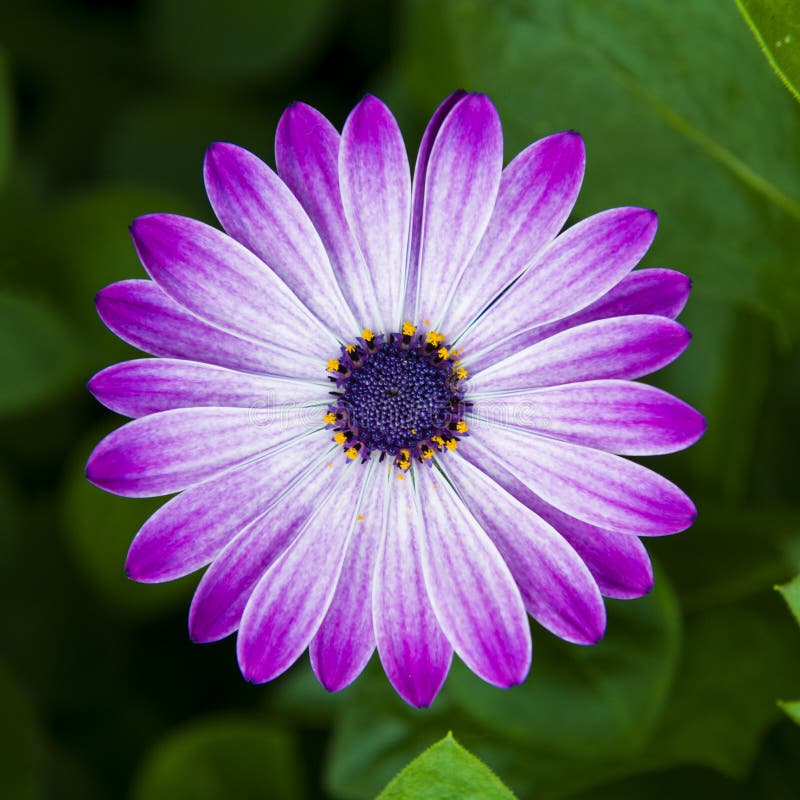 Marguerite violette image stock. Image du jardinage, pourpré - 39291993