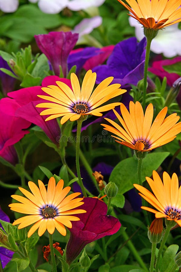 Marguerites africaines photo stock. Image du parfumé, orange 4167998