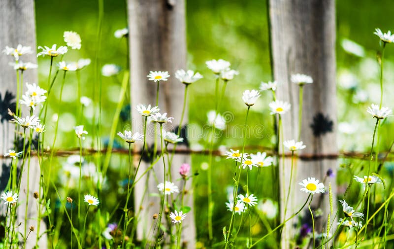 Marguerites et hortensias s'élevant le long de la barrière en bois photos libres de droits Marguerites et hortensias s'élevant le long de la barrière en bois photos libres de droits