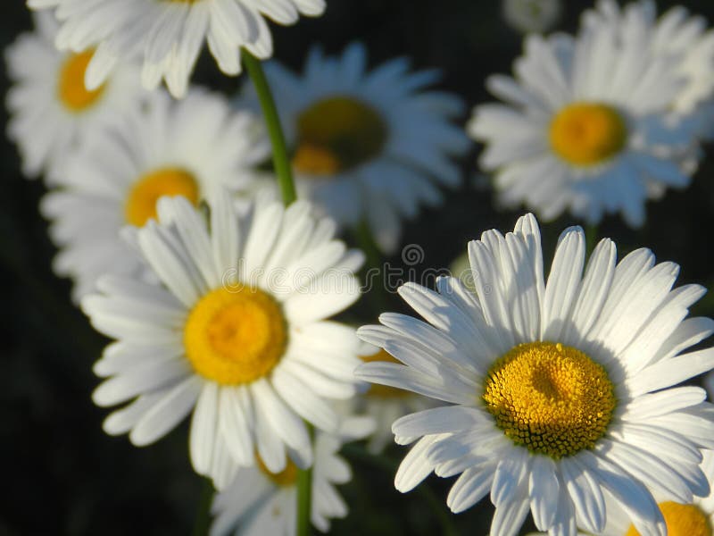 Marguerites, fleurs, nature, jardin, champ, dehors, pétales, beauté, beau, blanche, jaune photos libres de droits Marguerites, fleurs, nature, jardin, champ, dehors, pétales, beauté, beau, blanche, jaune photos libres de droits