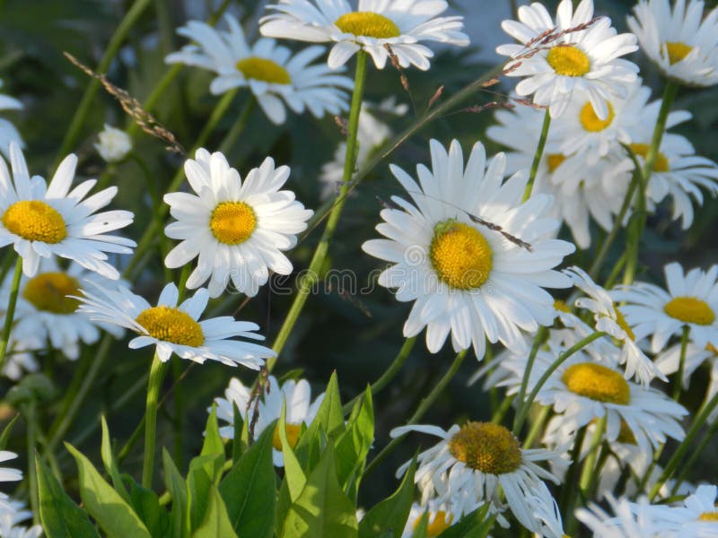 Marguerites, fleurs, nature, jardin, champ, dehors, pétales, beauté, beau, blanche, jaune photographie stock libre de droits Marguerites, fleurs, nature, jardin, champ, dehors, pétales, beauté, beau, blanche, jaune photographie stock libre de droits