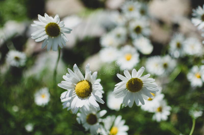 Marguerites s'élevant dans le sauvage pendant l'été photo stock Marguerites s'élevant dans le sauvage pendant l'été photo stock