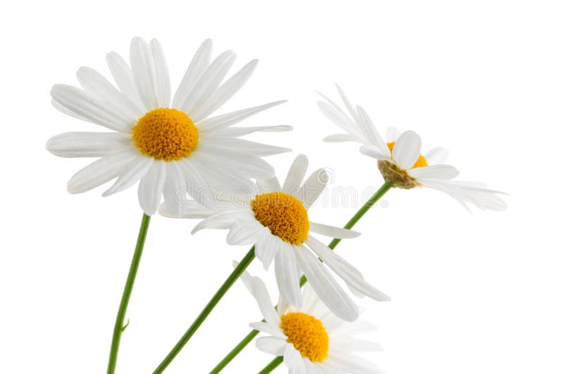 Daisy flowers isolated on white background. Daisy flowers isolated on white background