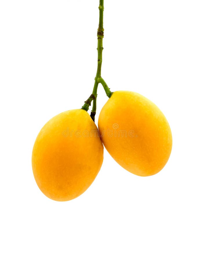 Marian plum fruit isolated on white background royalty free stock photo
