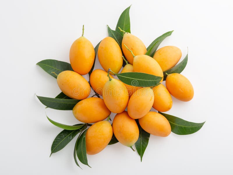 Marian plum isolated on white background royalty free stock photo