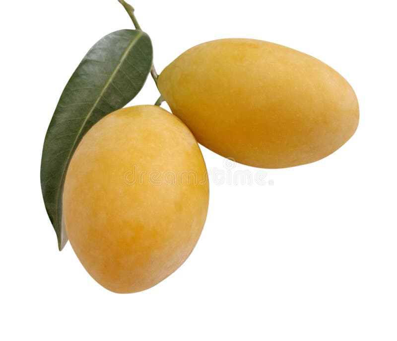 Marian plum or Plum mango fruit isolated on white background with clipping path royalty free stock photography