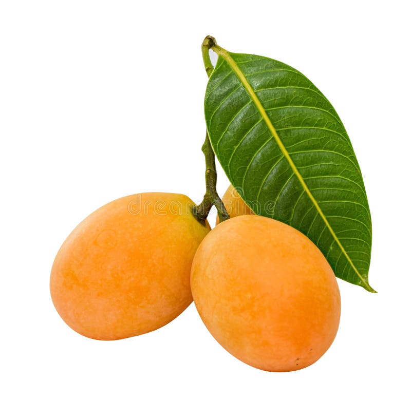 Marian Plum Or Plum Mango With Leaf Isolated On White Background Stock