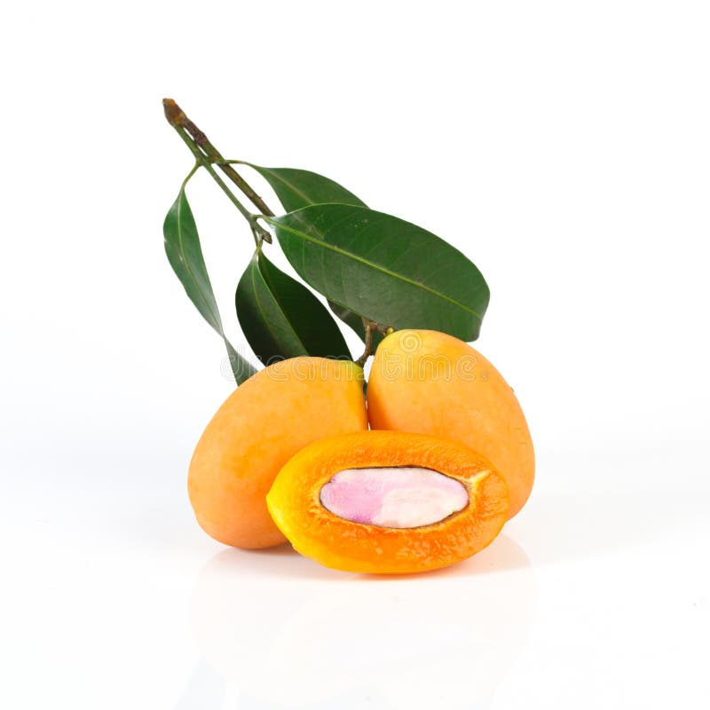 Marian plum or maprang thai fruit isolated on white background stock photography