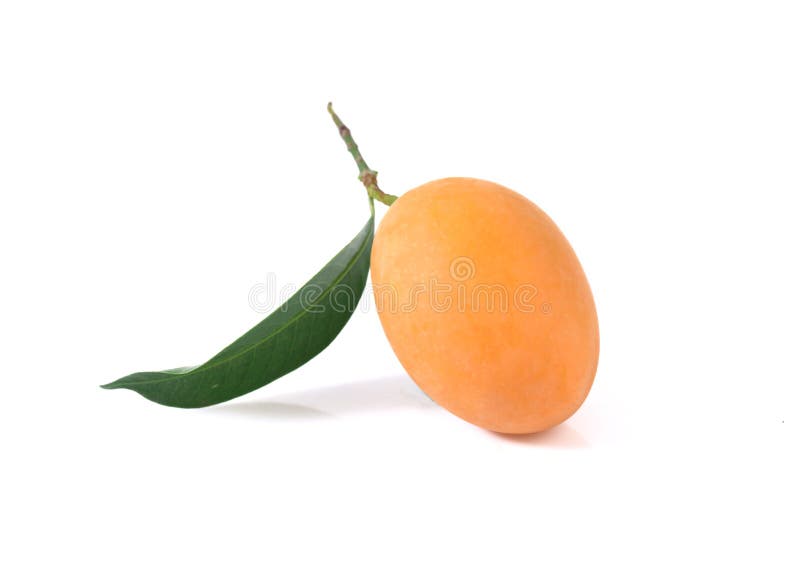 Marian plum or maprang thai fruit isolated on white background stock images