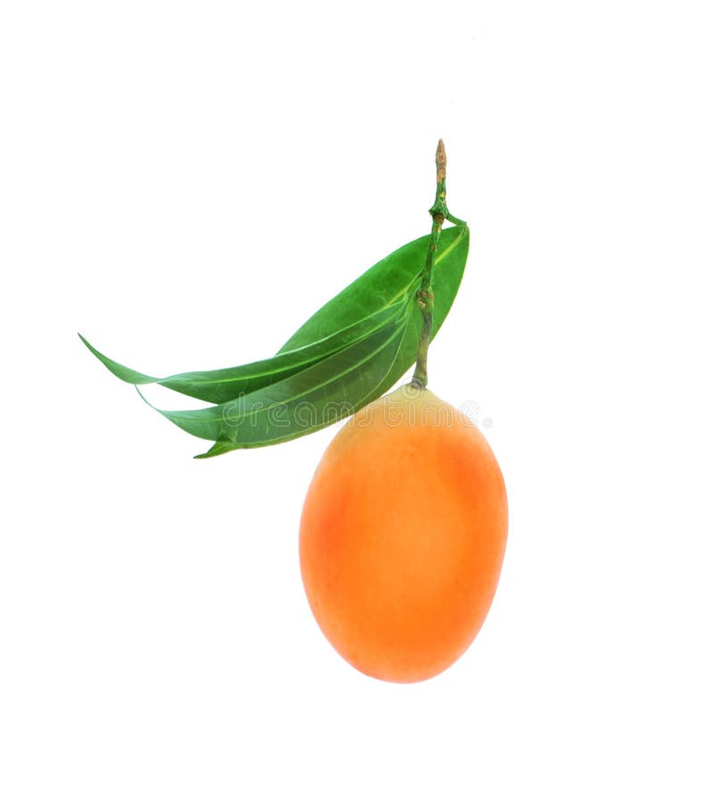 Marian plum thai fruit isolated on white background Mayongchid royalty free stock photos