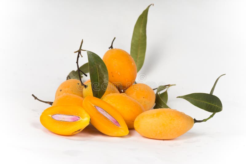 Marian plum white background royalty free stock images
