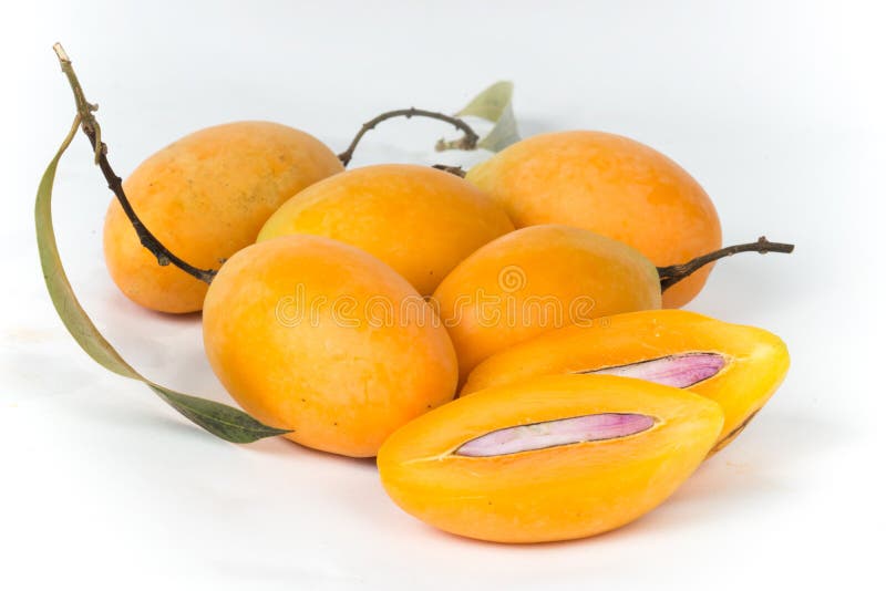 Marian plum white background royalty free stock images