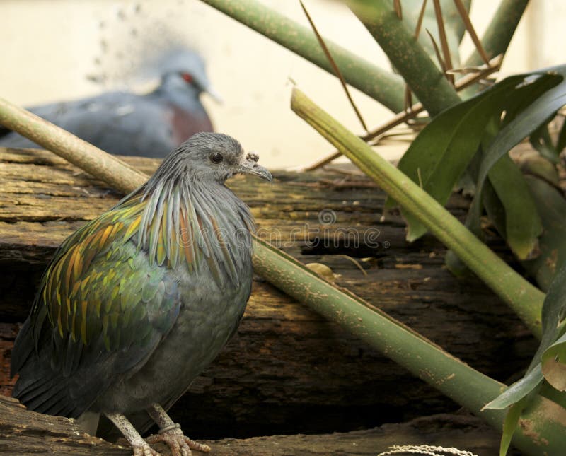Mariana fruitduif, de de Dierentuinlente van Philadelphia stock foto Mariana fruitduif, de de Dierentuinlente van Philadelphia stock foto