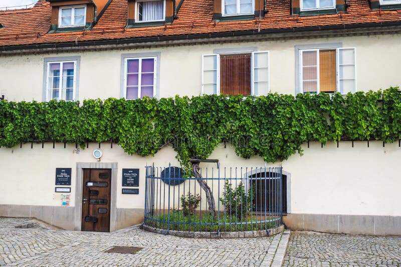 Maribor/Slovenia - July 20, 2020: The oldest vine in the world in Maribor, Slovenia