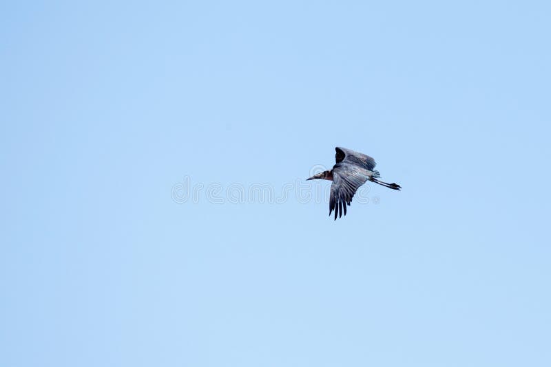 Maribou Stork - Chobe N.P. Botswana, Africa royalty free stock photo Maribou Stork - Chobe N.P. Botswana, Africa royalty free stock photo