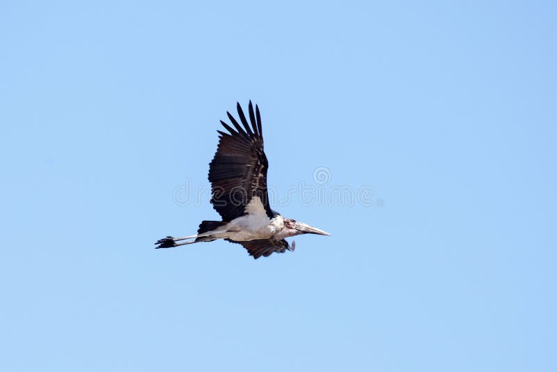Maribou Stork - Chobe N.P. Botswana, Africa royalty free stock photography Maribou Stork - Chobe N.P. Botswana, Africa royalty free stock photography