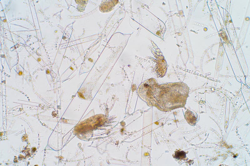 Marien aquatisch plankton onder microscoopmening