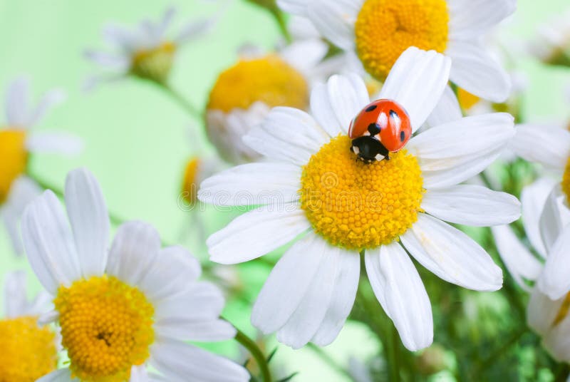 Federmäppchen Mit Marienkäfer Design - Dreieckig & Großes Fassungsvermögen