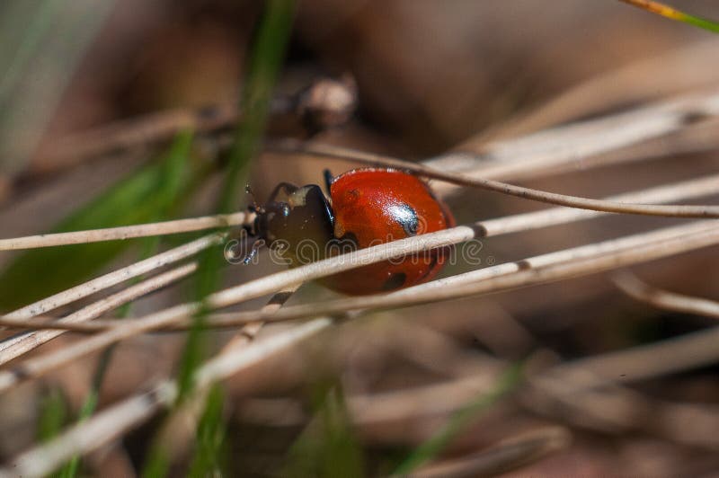 Marienkäfer [02] stockbild