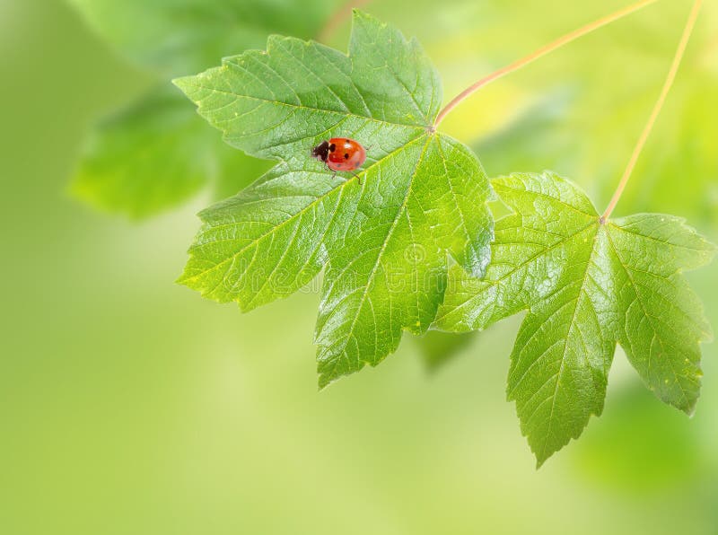 Marienkäfer auf Ahornblättern lizenzfreie stockfotografie